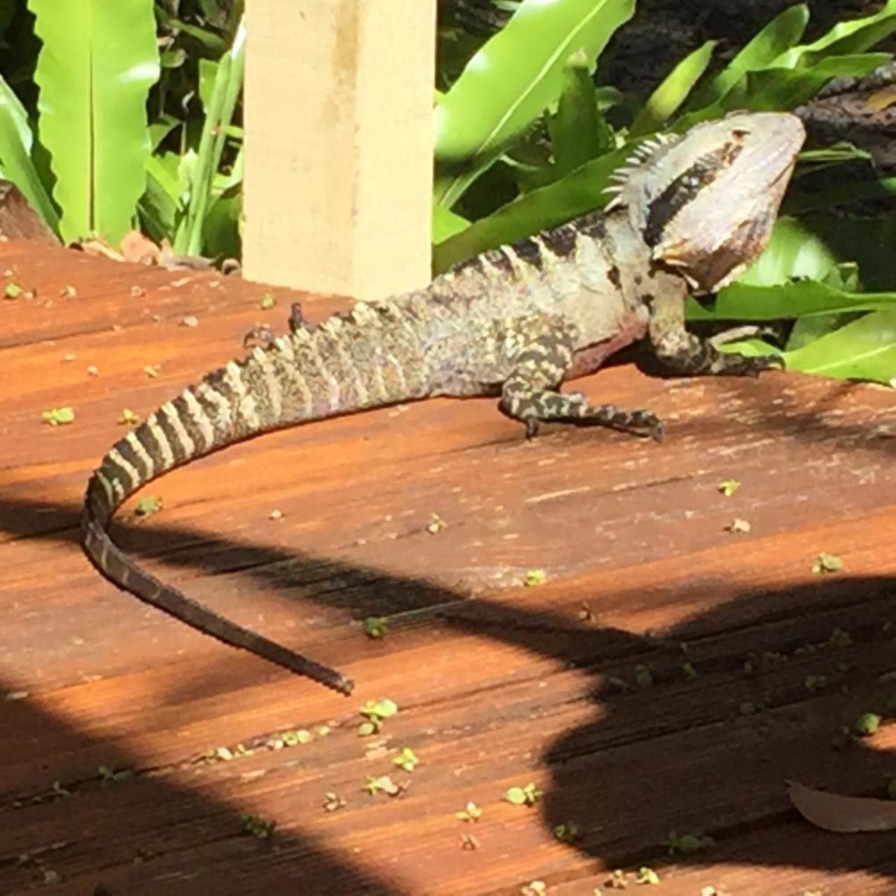 Byron Bay Rainforest Resort Buitenkant foto