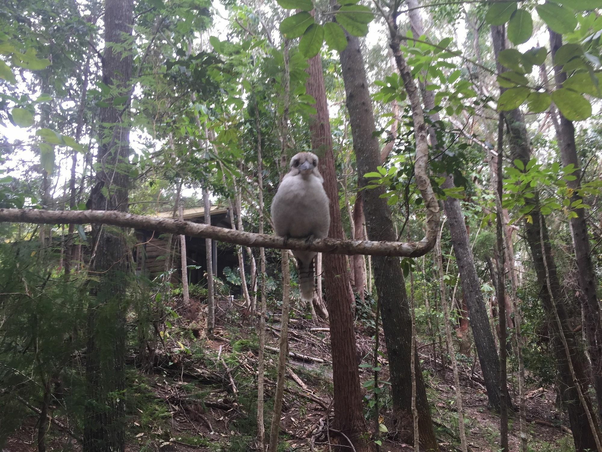 Byron Bay Rainforest Resort Buitenkant foto